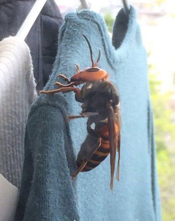 尤其是背著機柜設備電池爬山